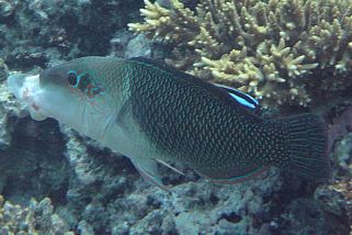 Hemigymnus melapterus - Zweifarben-Lippfisch (Zweifarben-Bannerlippfisch)